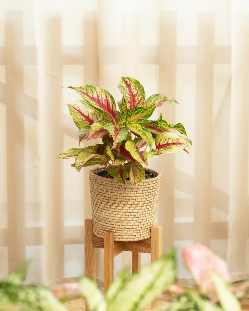 Aglaonema Siam Violet