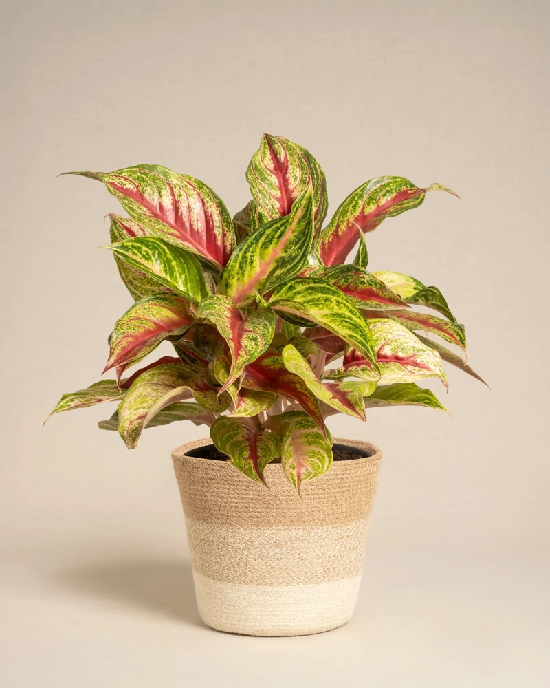 Aglaonema Siam Violet