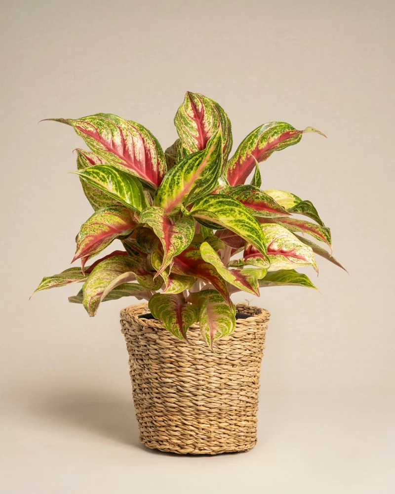 Aglaonema Siam Violet