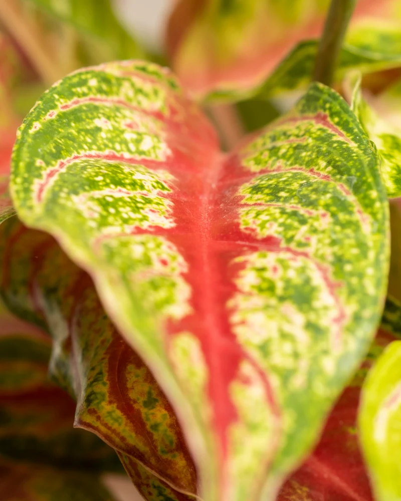 Aglaonema Siam Violet
