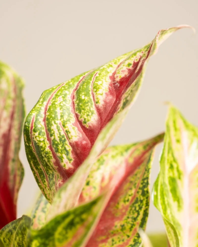 Aglaonema Siam Violet