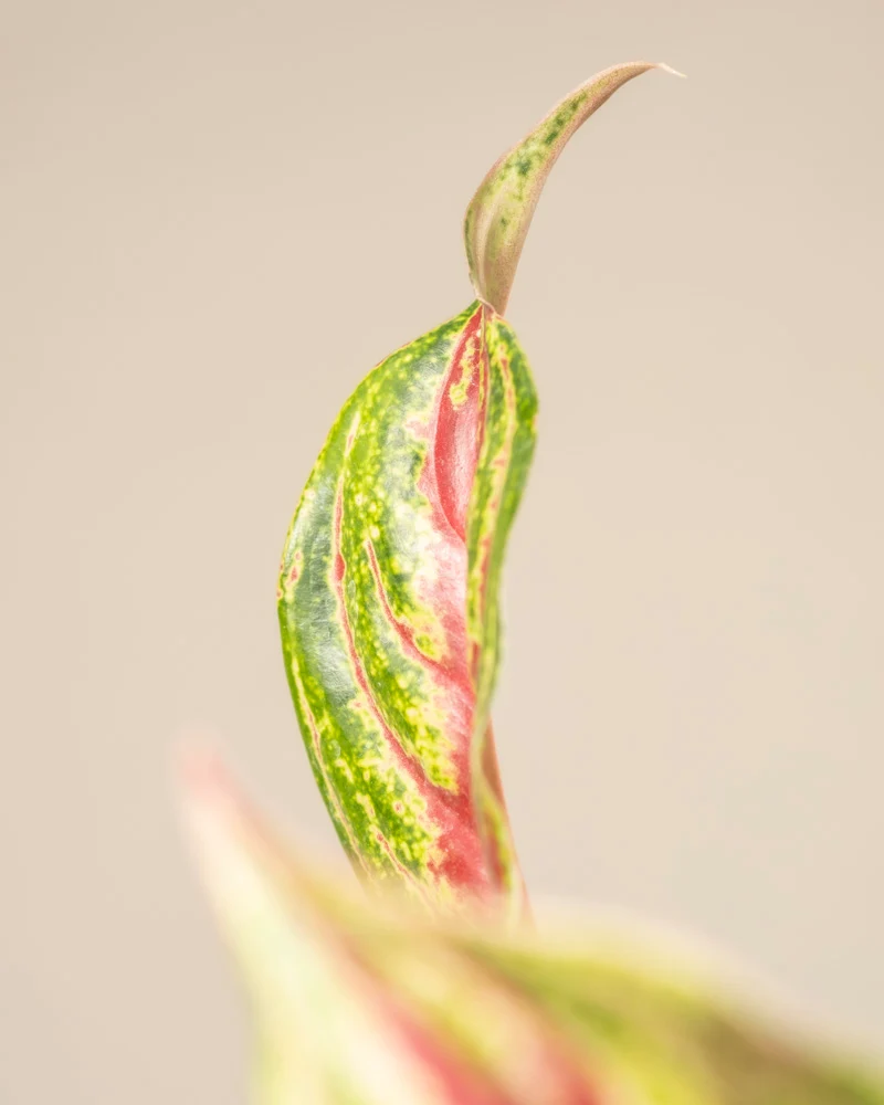 Aglaonema Siam Violet