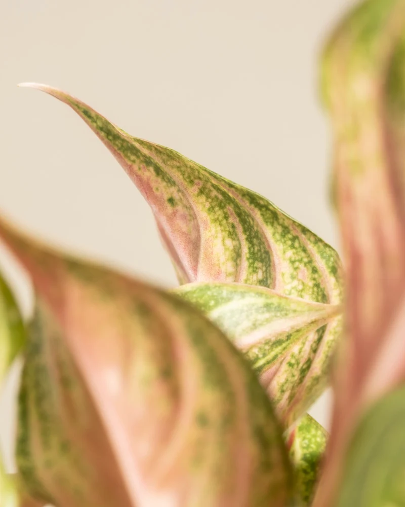 Aglaonema Siam Violet