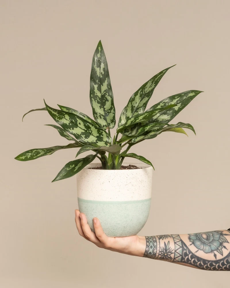 Aglaonema Maria