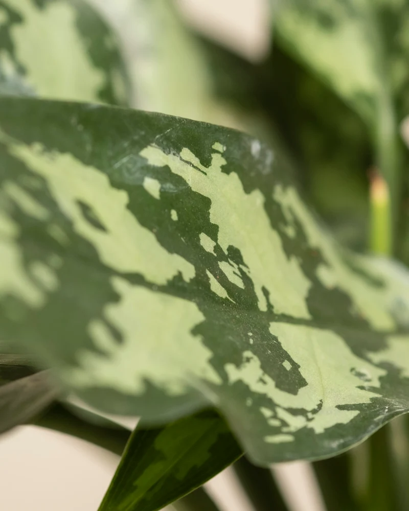 Aglaonema Maria