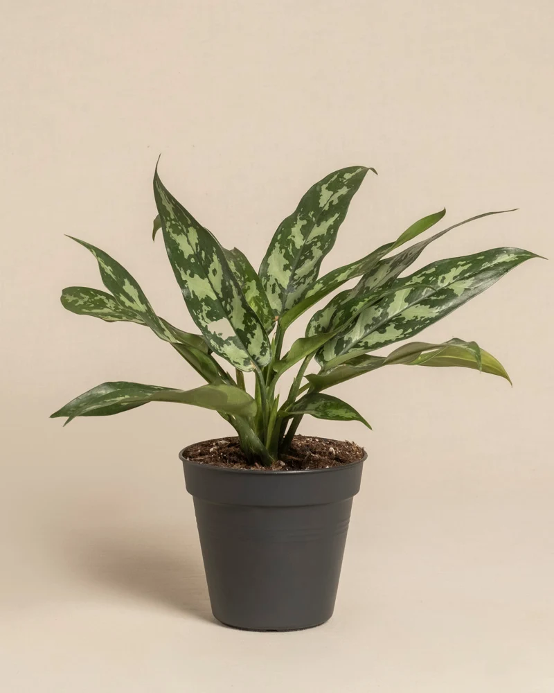 Aglaonema Maria