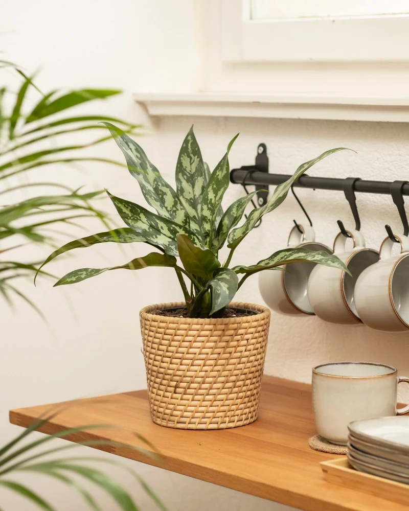 Aglaonema Maria