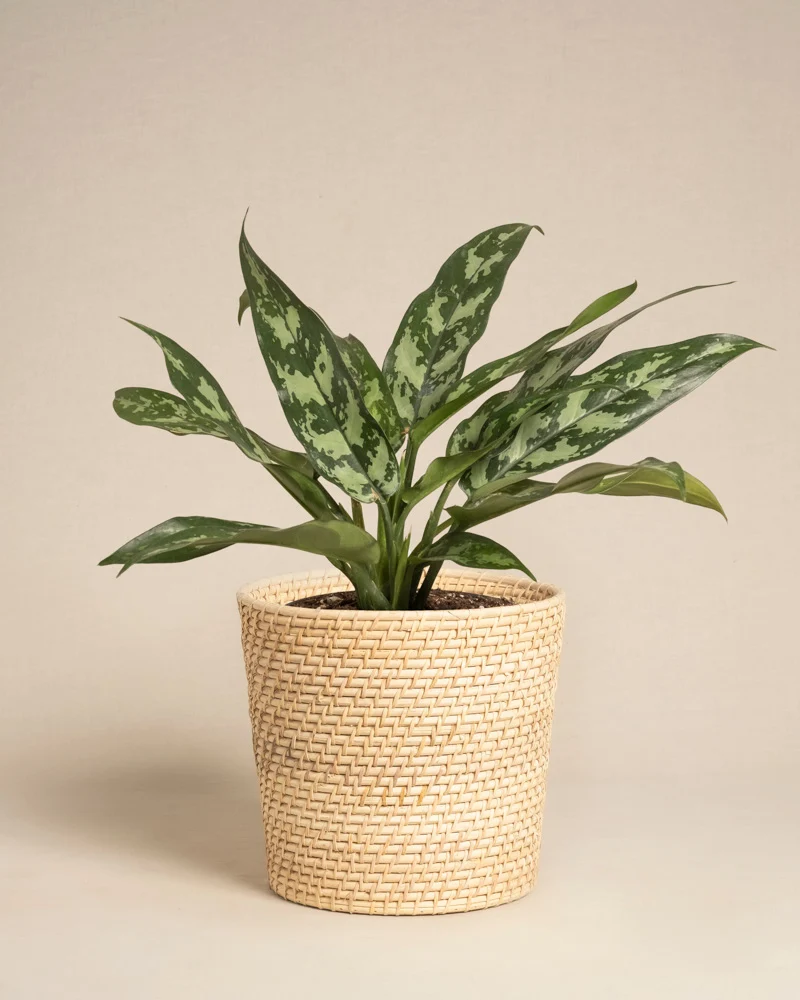 Aglaonema Maria