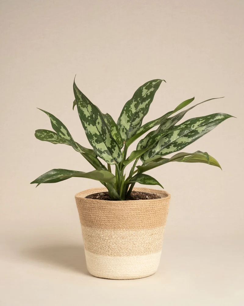 Aglaonema Maria