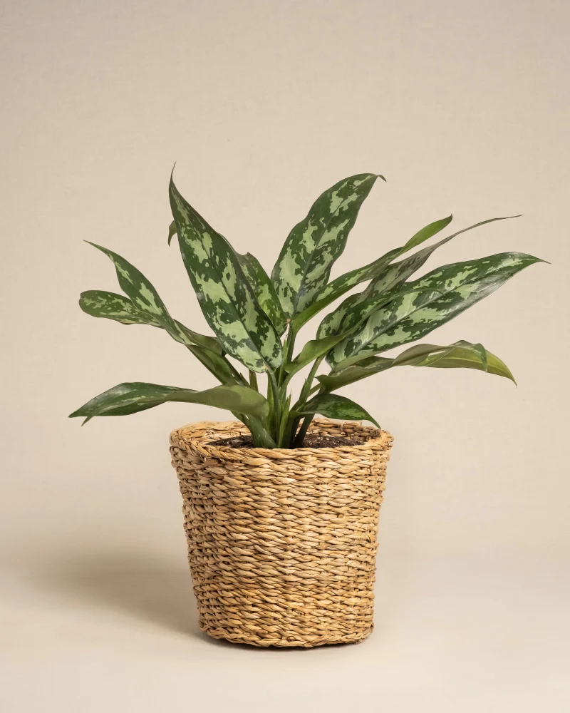 Aglaonema Maria