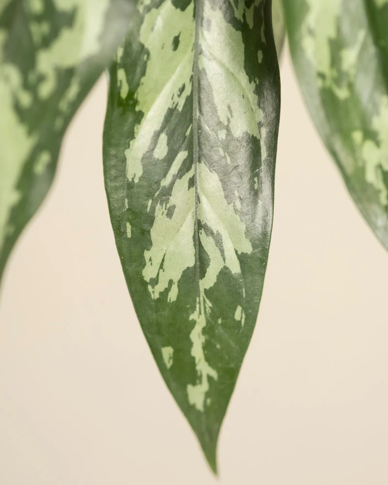 Aglaonema Maria