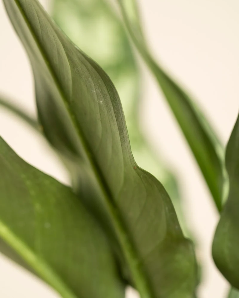 Aglaonema Maria