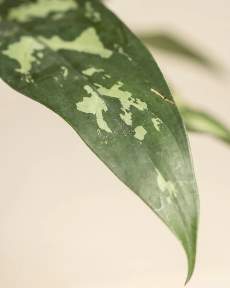Aglaonema Maria