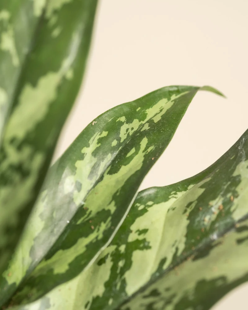 Aglaonema Maria