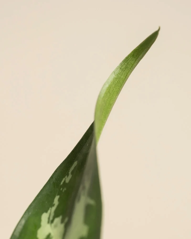 Aglaonema Maria
