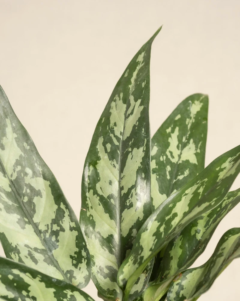 Aglaonema Maria