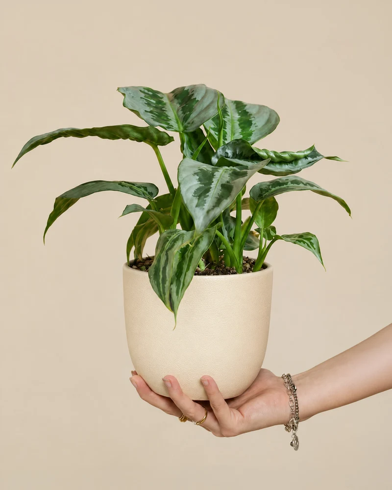 Schismatoglottis 'Silver Indukan' • feey