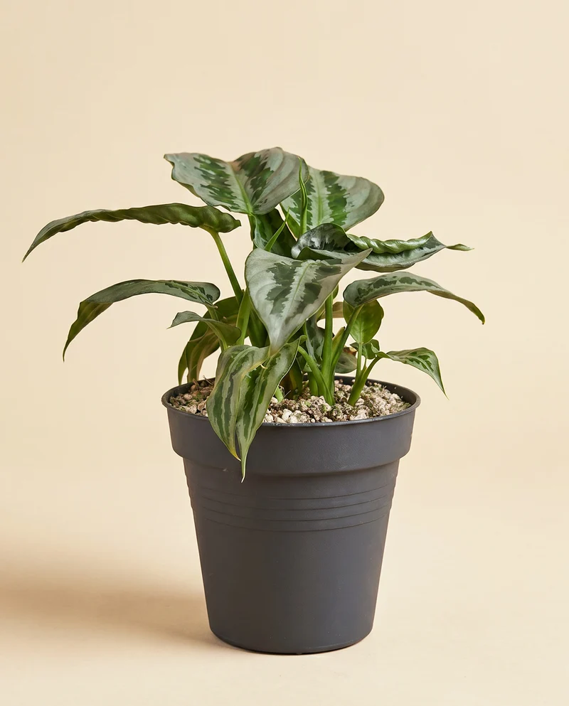 Schismatoglottis 'Silver Indukan' • feey
