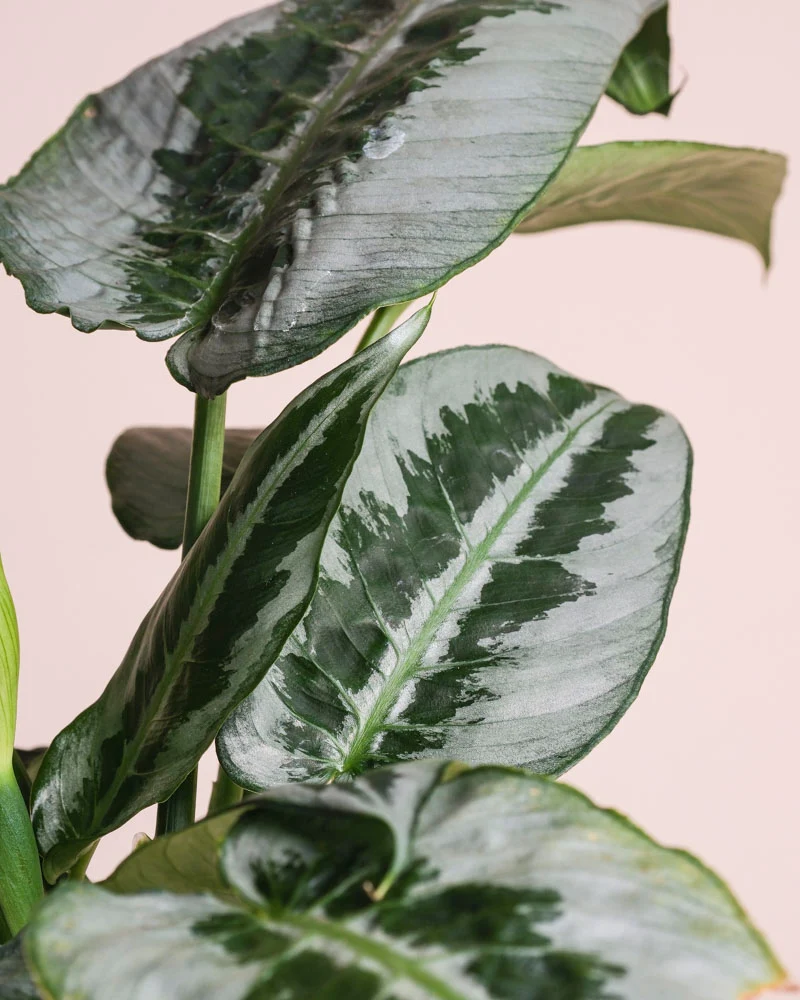 Schismatoglottis 'Silver Indukan' • feey