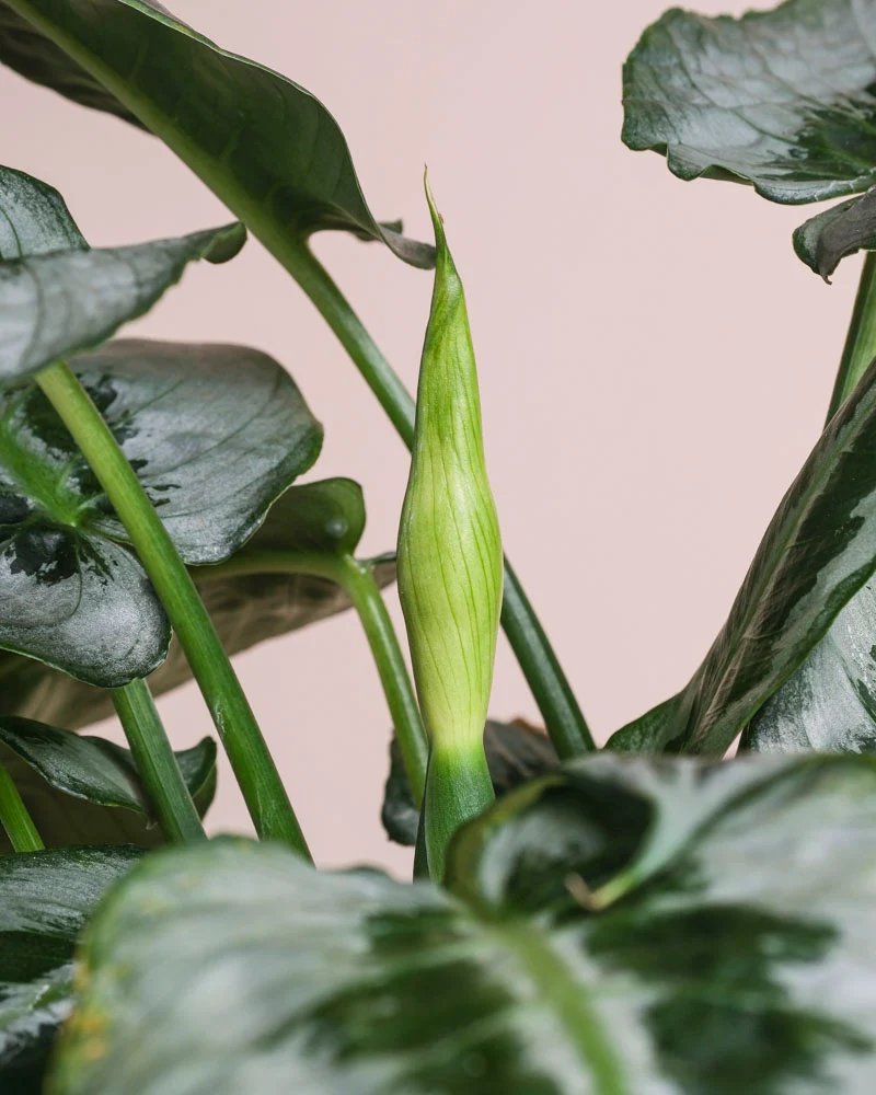Schismatoglottis 'Silver Indukan' • feey