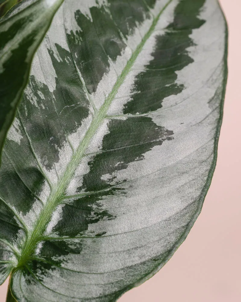 Schismatoglottis 'Silver Indukan' • feey