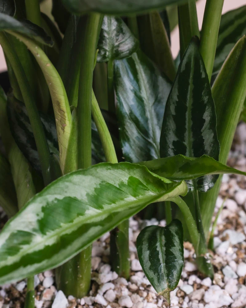 Schismatoglottis 'Silver Indukan' • feey