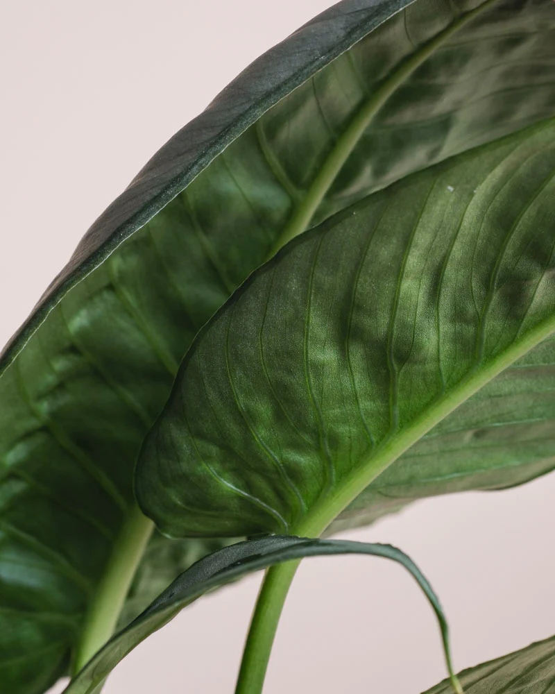 Schismatoglottis 'Silver Indukan' • feey