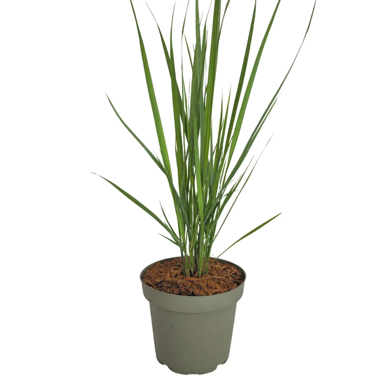 Rutenhirse Northwind kaufen | 3× Panicum virgatum, Ø 12 cm