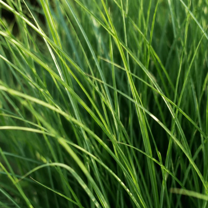 Rutenhirse Northwind kaufen | 3× Panicum virgatum, Ø 12 cm