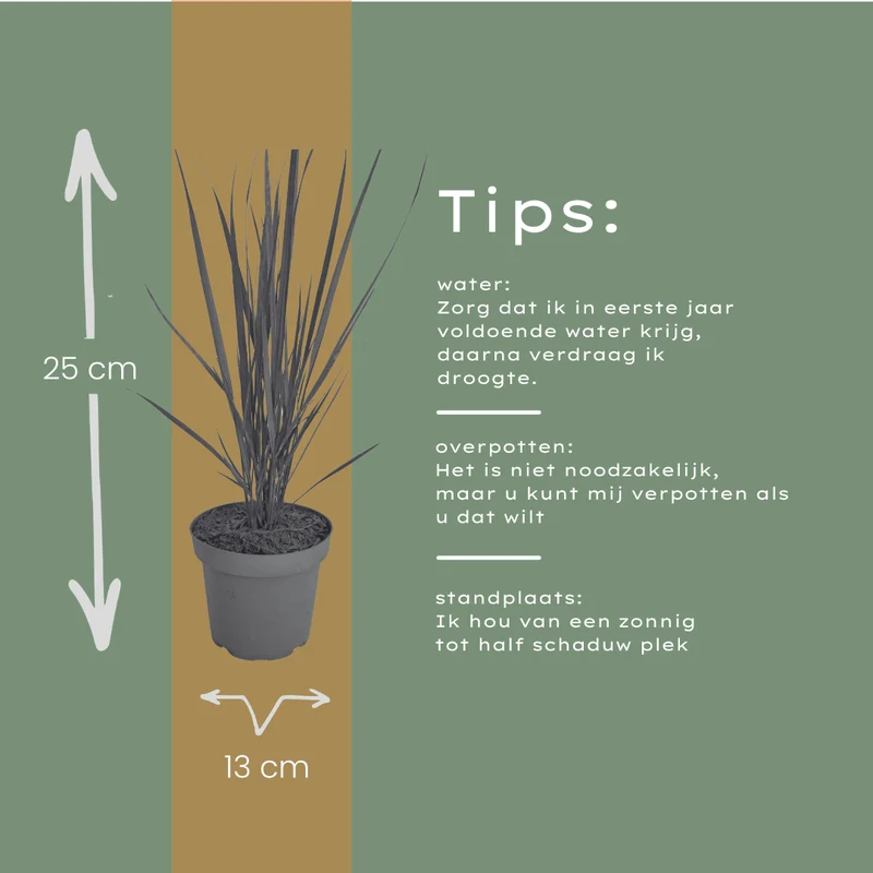 Rutenhirse Northwind kaufen | 3× Panicum virgatum, Ø 12 cm