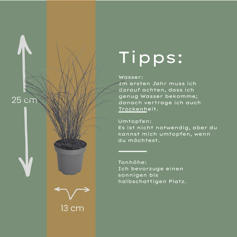 Chinaschilf Gracillimus kaufen | 3× Miscanthus, Ø 12 cm