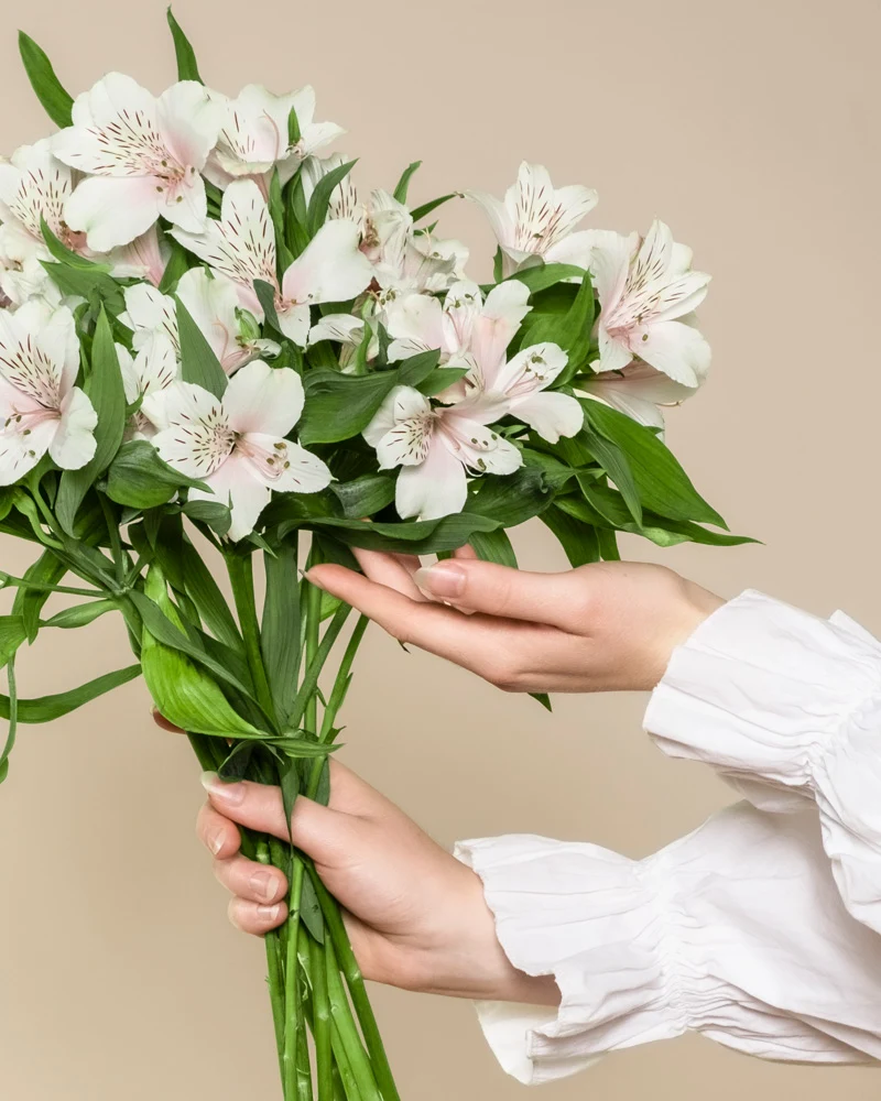 Alstroemeria weiß