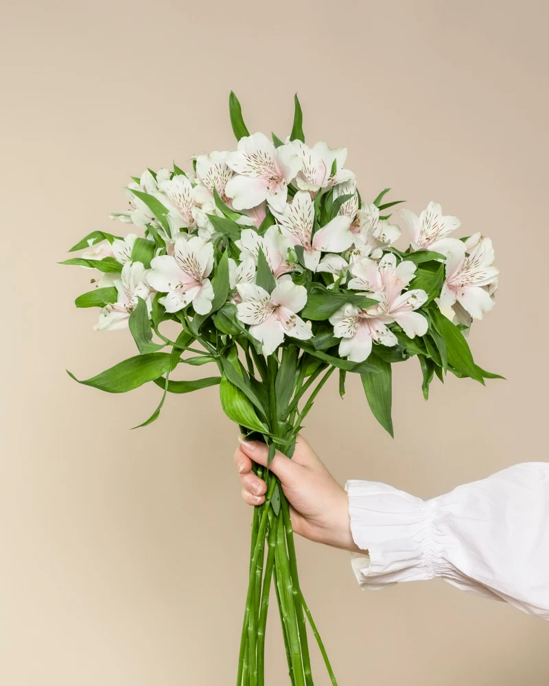 Alstroemeria weiß