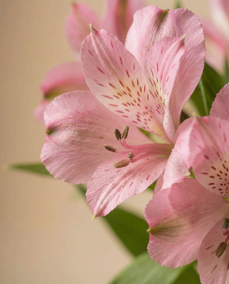 Alstroemeria rosa
