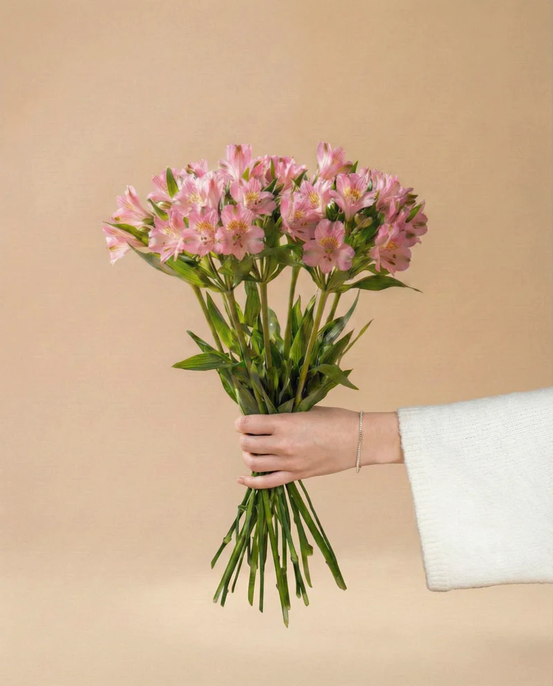 Alstroemeria rosa