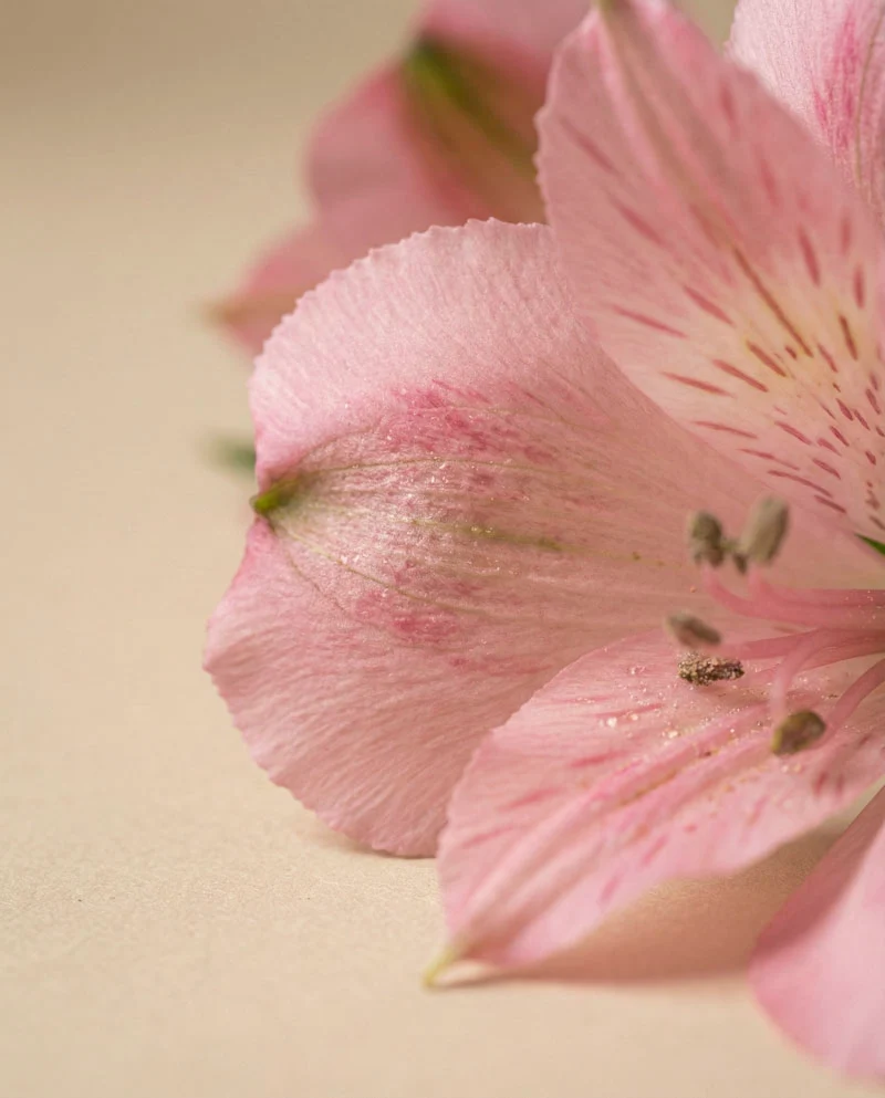 Alstroemeria rosa
