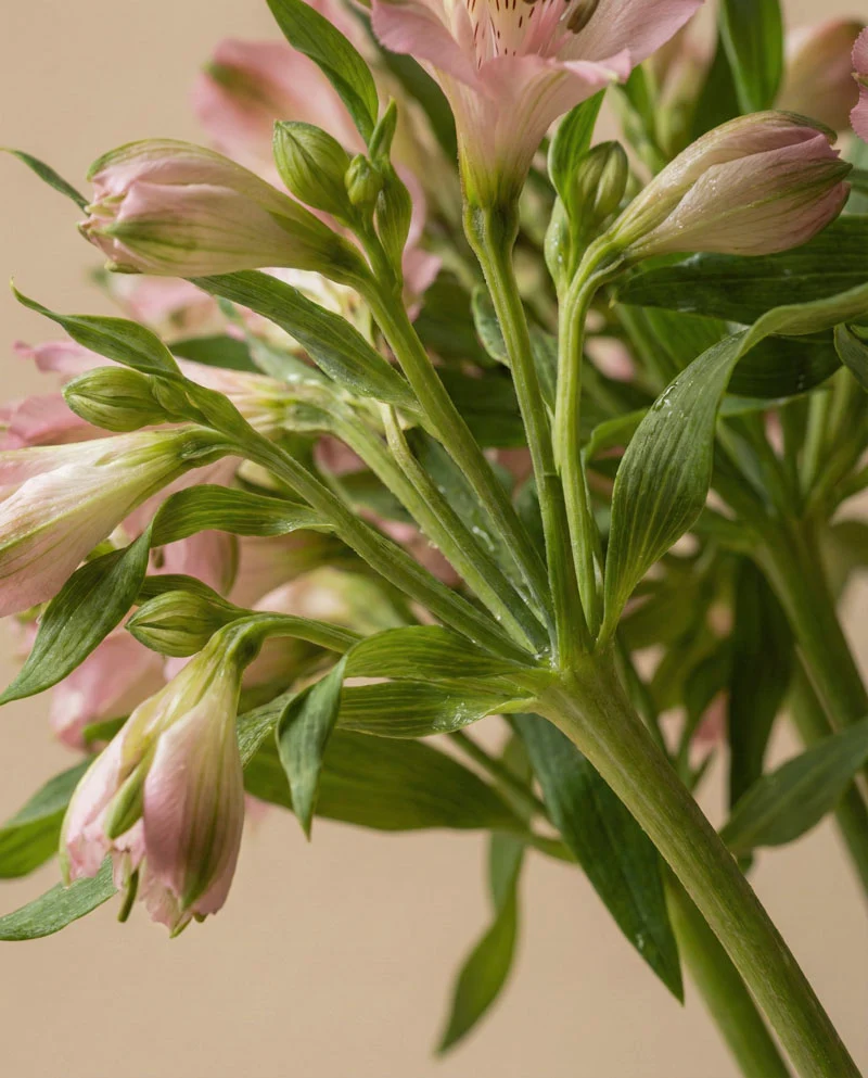 Alstroemeria rosa