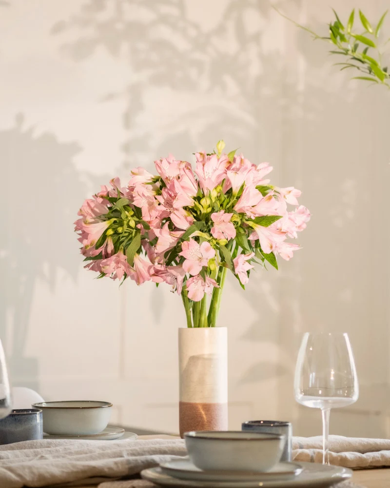 Alstroemeria rosa