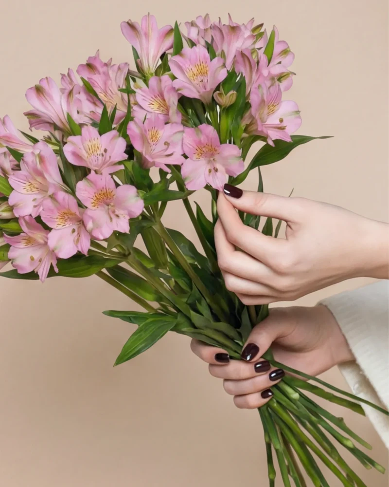 Alstroemeria rosa