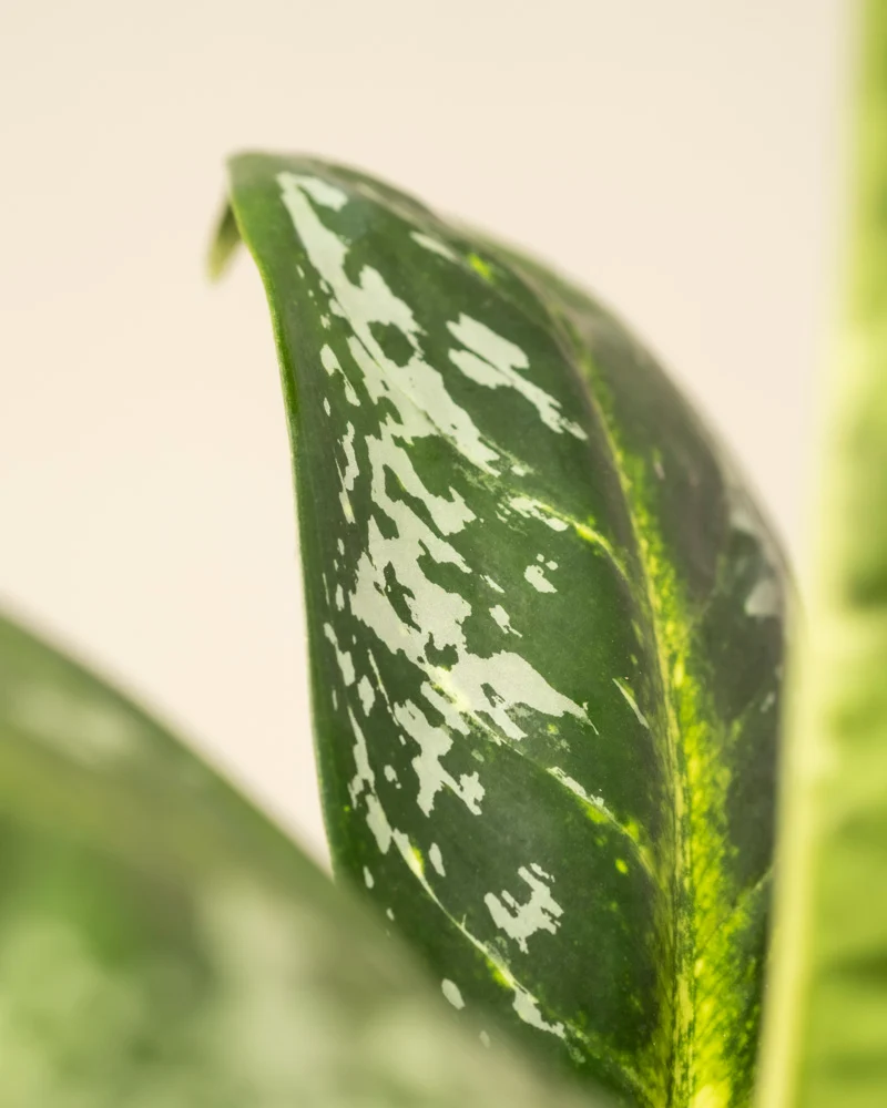 Aglaonema Onyx Green