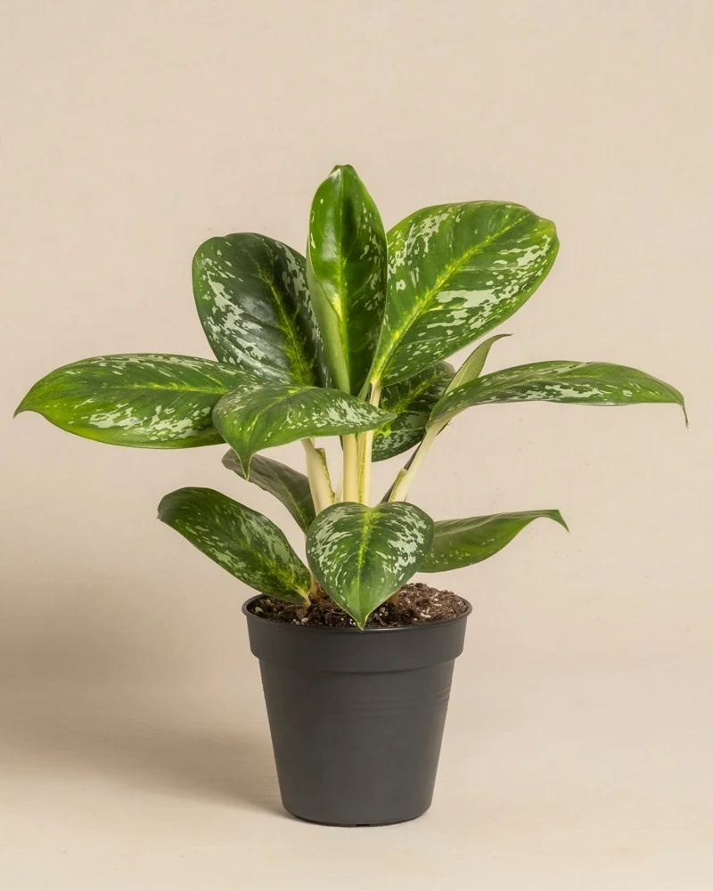 Aglaonema Onyx Green