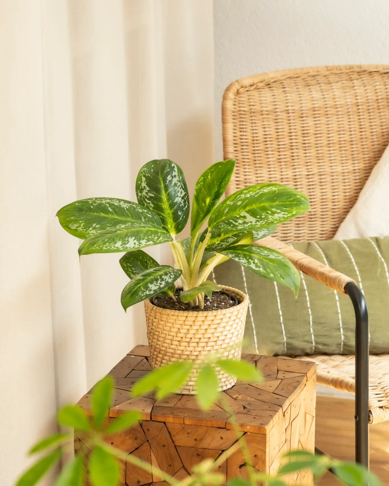 Aglaonema Onyx Green