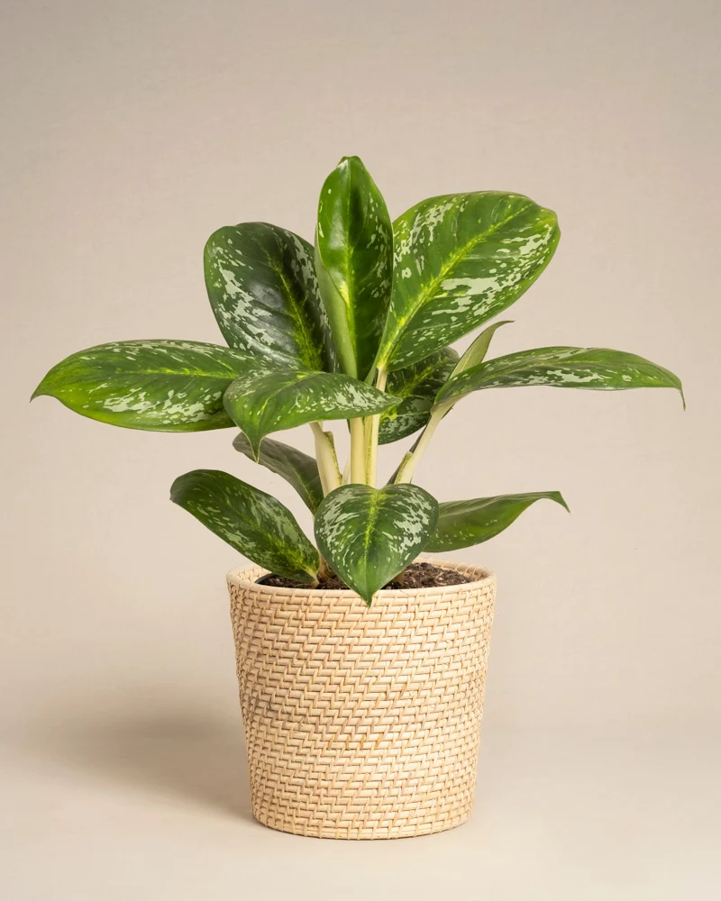 Aglaonema Onyx Green