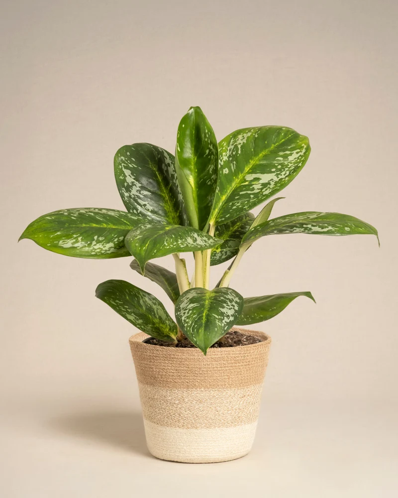 Aglaonema Onyx Green