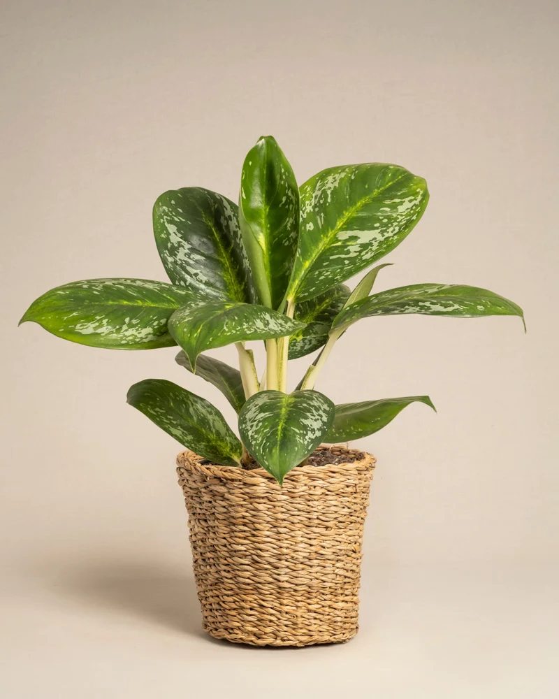 Aglaonema Onyx Green