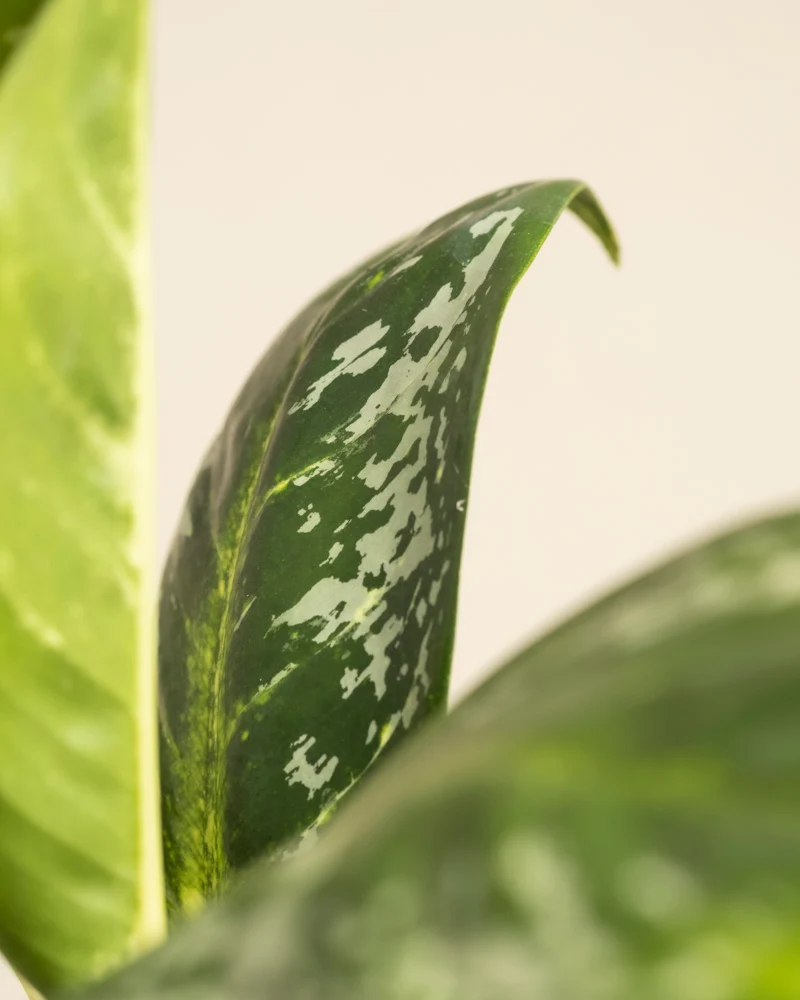Aglaonema Onyx Green