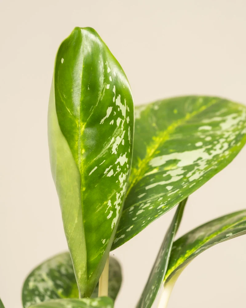 Aglaonema Onyx Green