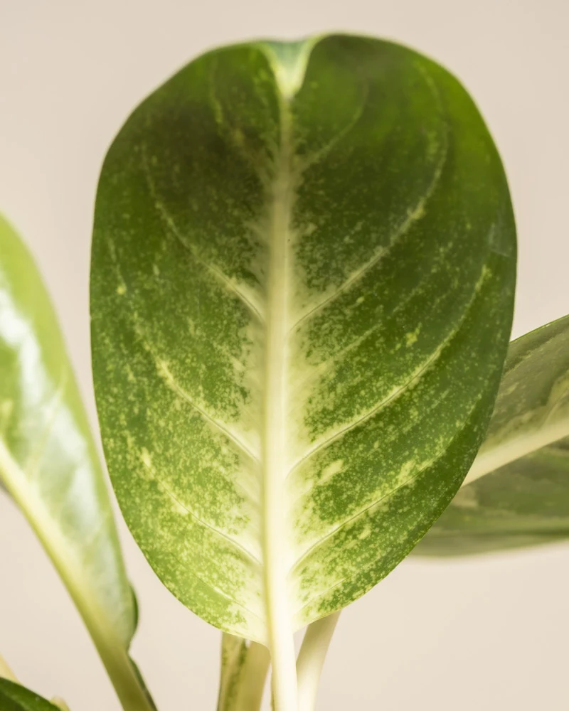 Aglaonema Onyx Green