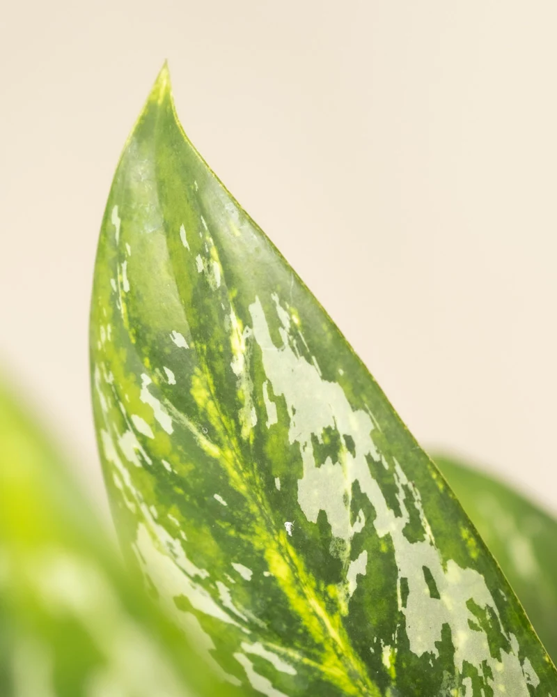 Aglaonema Onyx Green