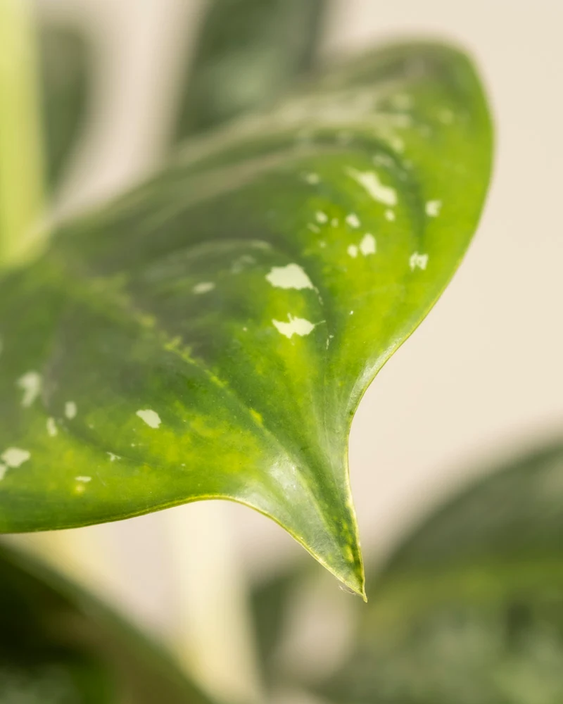 Aglaonema Onyx Green